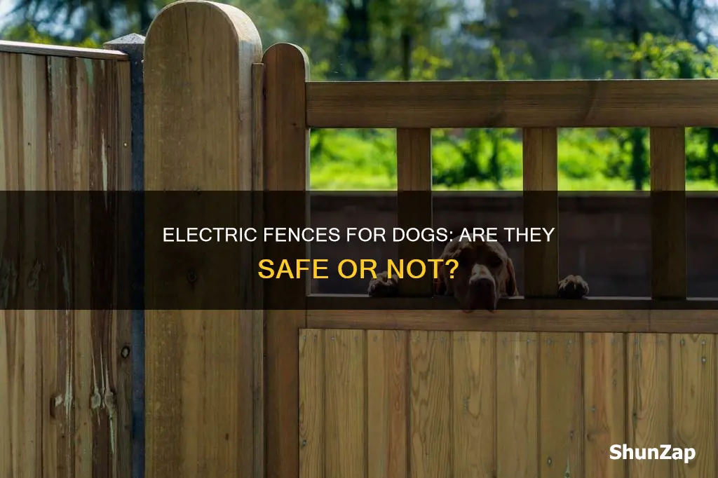 how safe are electric fences for dogs