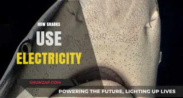 Electrifying Depths: Unveiling Sharks' Astonishing Use of Electricity