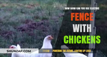 Safely Introducing Electric Fencing to Your Chicken Coop: A Guide