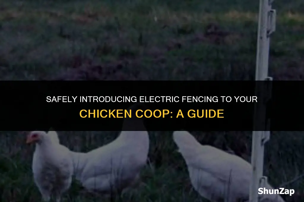 how soon can you use electric fence with chickens