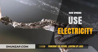 Electrostatic Wonders: Unraveling the Mysteries of Spiders and Electricity
