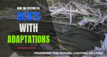 Electric Eel: Hunting Adaptations Explained