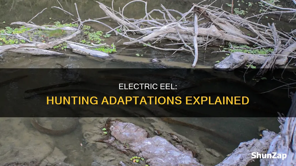 how the electric eel hunts with adaptations