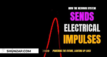 The Nervous System: Electrical Impulses Explained