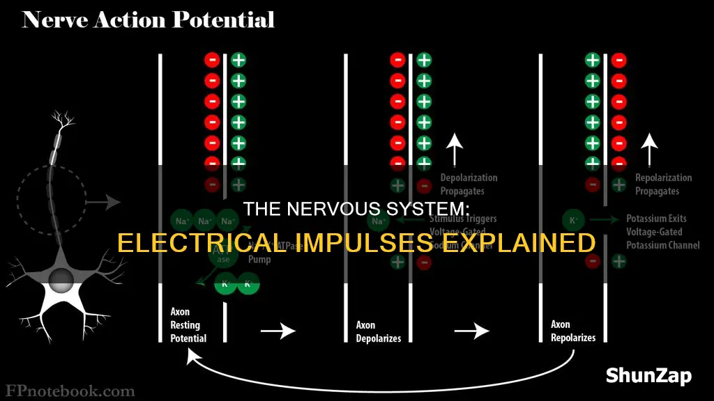 how the nervous system sends electrical impulses