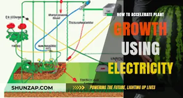 Electrifying Growth: Harnessing Electricity to Boost Plant Development