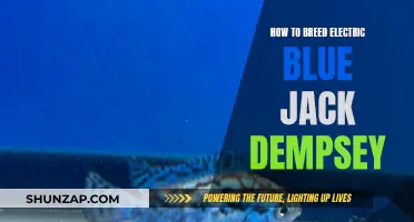 Breeding Electric Blue Jack Dempseys: A Step-by-Step Guide