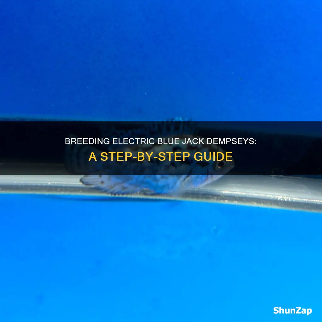 how to breed electric blue jack dempsey