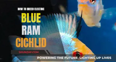 Breeding Electric Blue Ram Cichlids: A Step-by-Step Guide