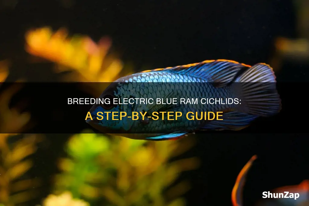 how to breed electric blue ram cichlid