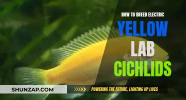 Breeding Electric Yellow Labs: A Step-by-Step Guide