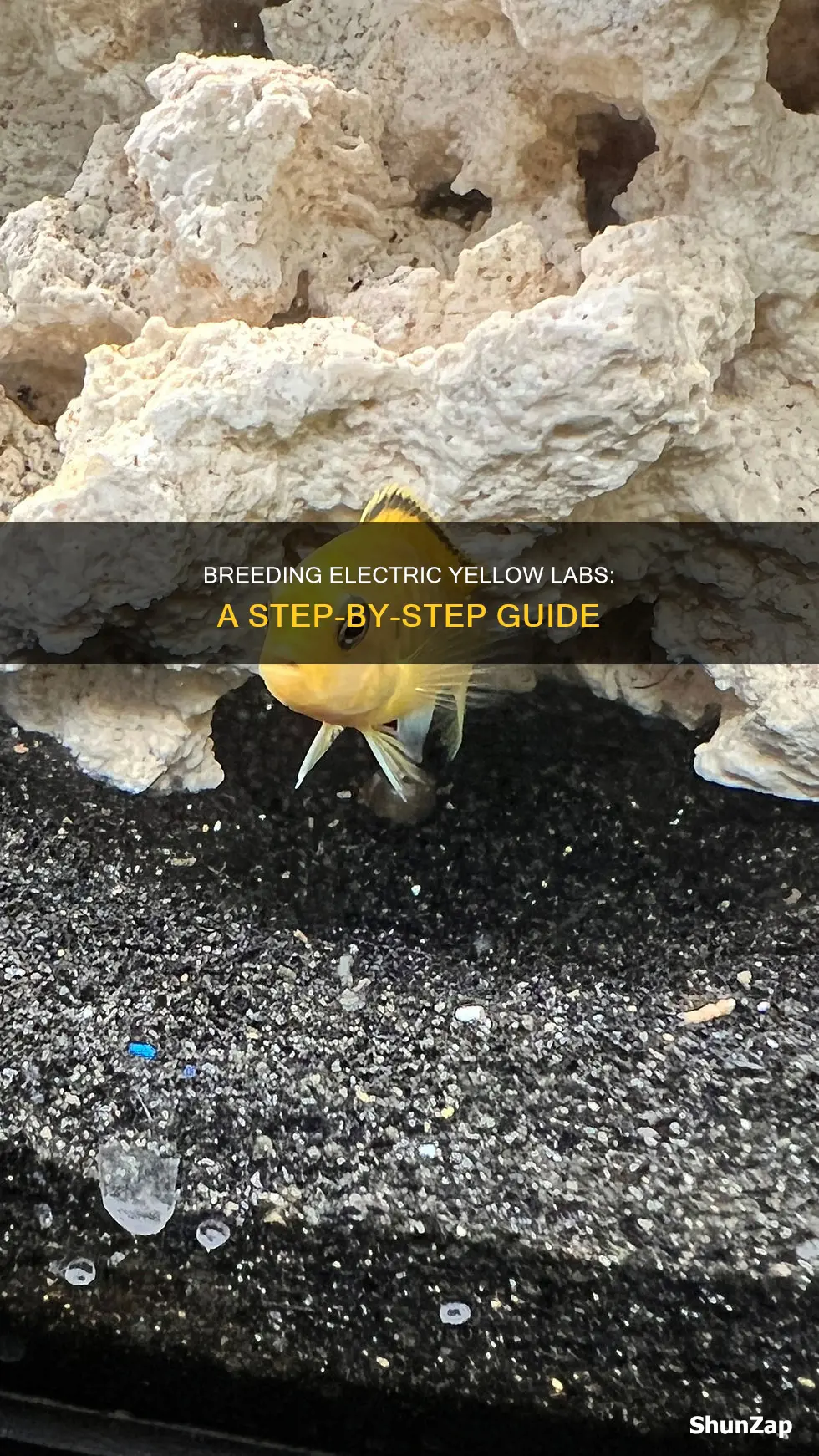 how to breed electric yellow lab cichlids