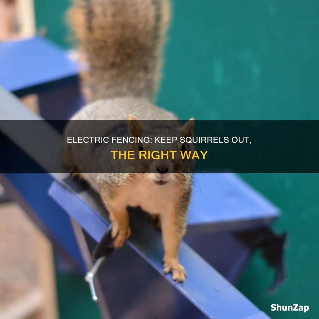how to build electric fence for squirrel