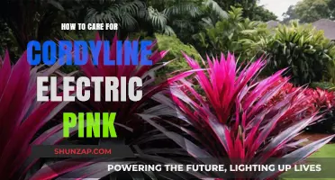 Caring for Cordyline Electric Pink: Essential Tips for Vibrant Growth