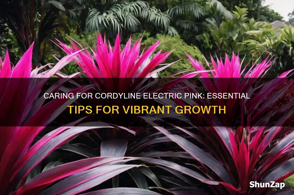 how to care for cordyline electric pink