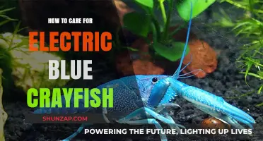 Caring for Electric Blue Crayfish: Essential Tips for Vibrant Health