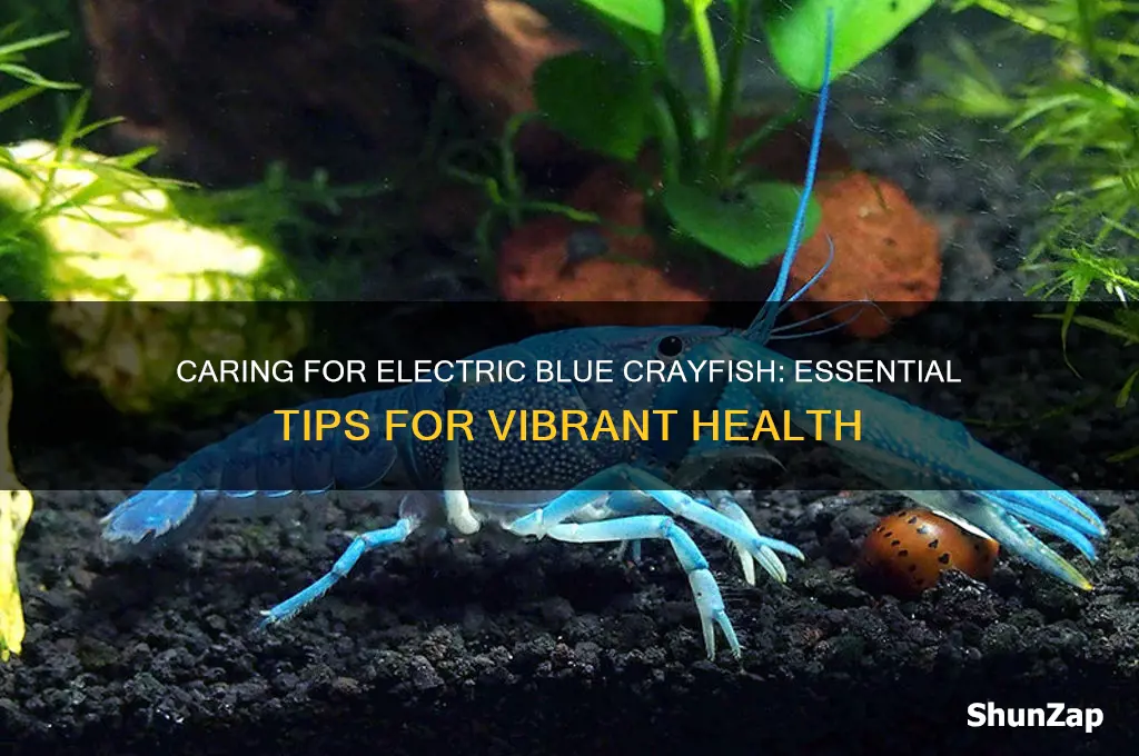 how to care for electric blue crayfish
