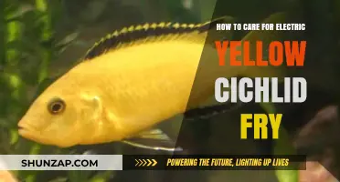 Caring for Electric Yellow Cichlid Fry: Essential Tips for Healthy Growth