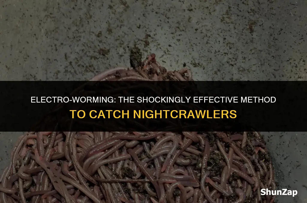 how to catch nightcrawlers using electricity