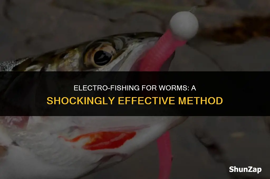 how to catch worms using electricity