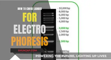 Selecting the Right Ladder for Electrophoresis
