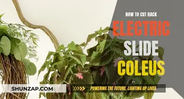 Propagating Electric Slide Coleus: Trimming for Growth