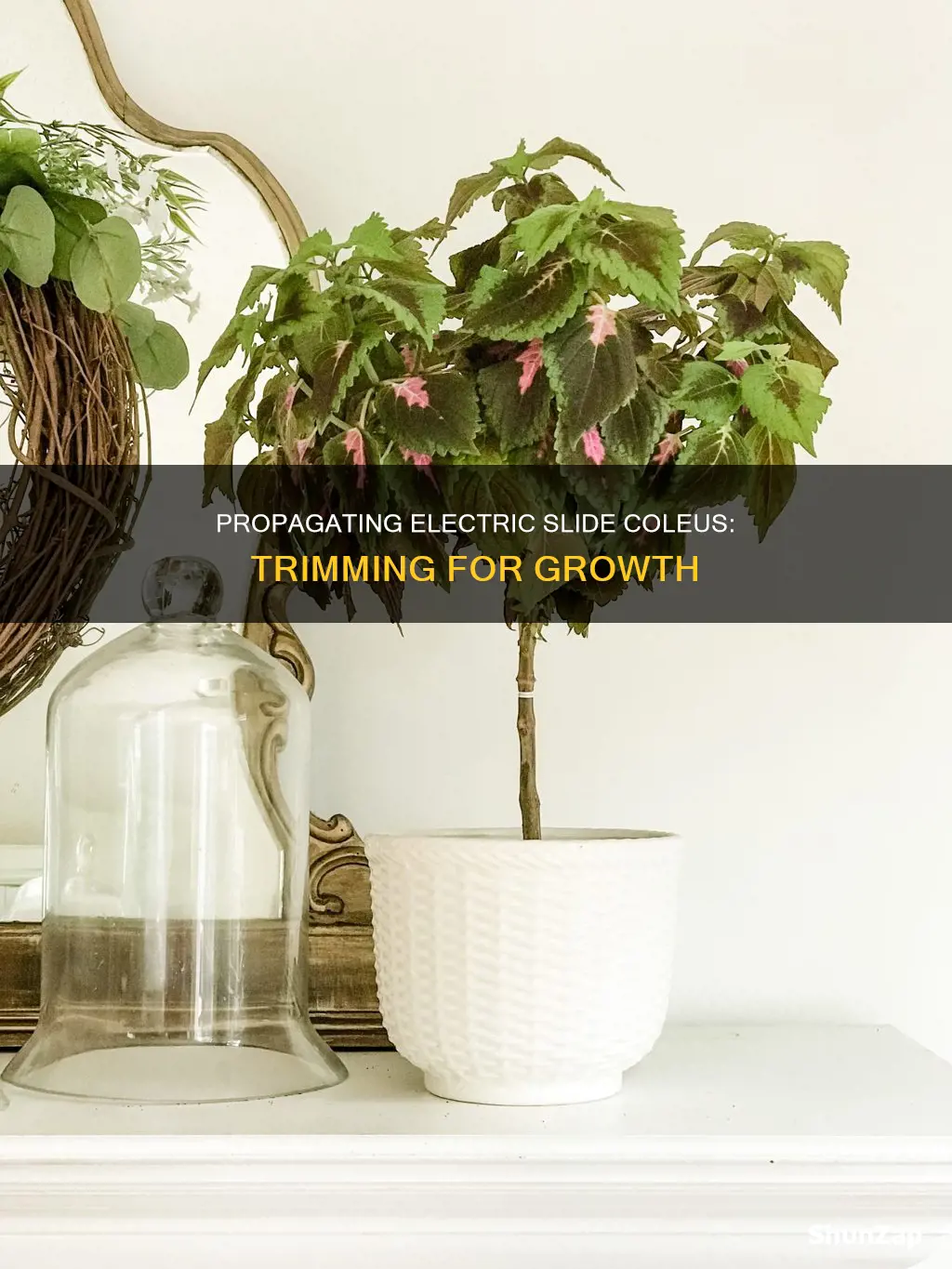 how to cut back electric slide coleus