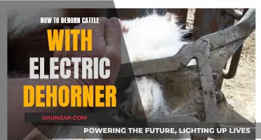 The Safe Way to Dehorning Cattle with Electric Tools