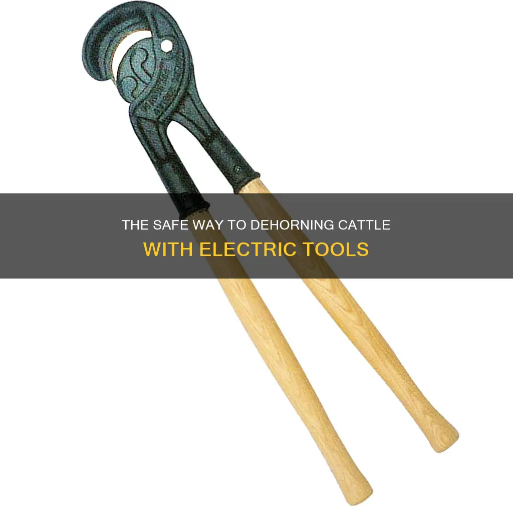 how to dehorn cattle with electric dehorner