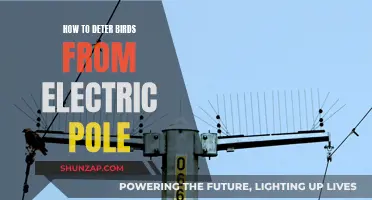 Keep Birds Away From Electric Poles: Effective Strategies