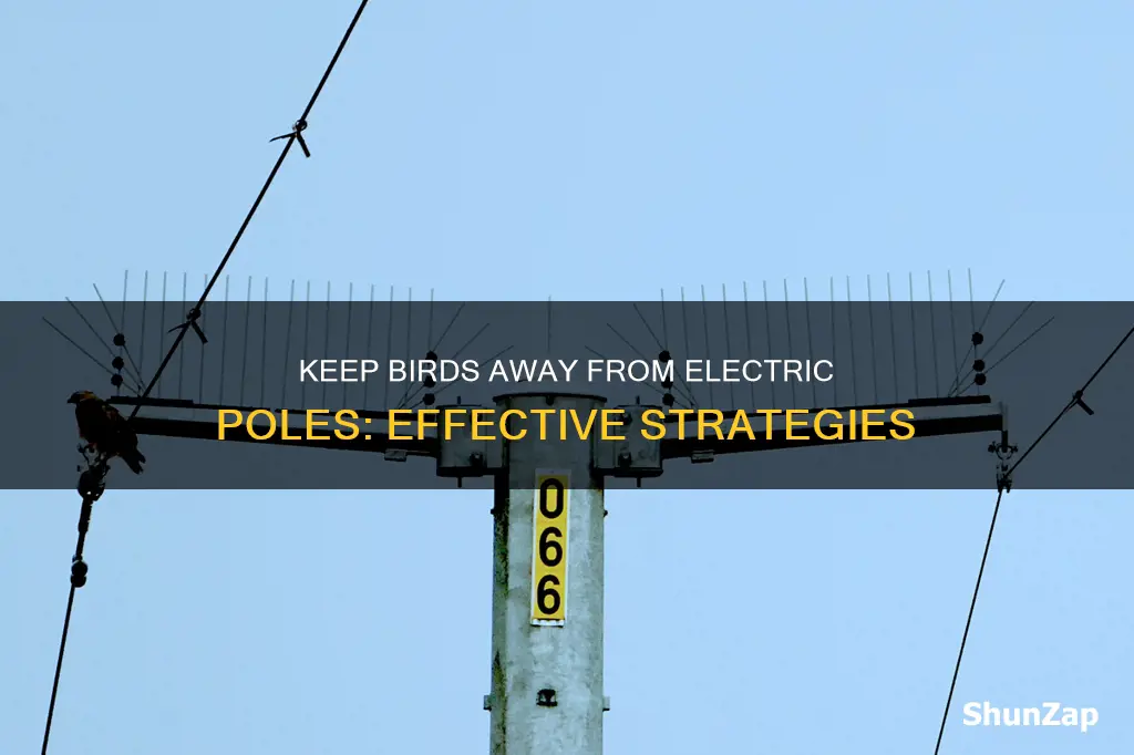 how to deter birds from electric pole