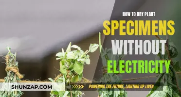 Drying Plants Without Electricity: Techniques for Preserving Specimens
