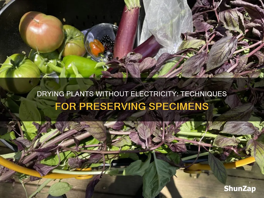 how to dry plant specimens without electricity