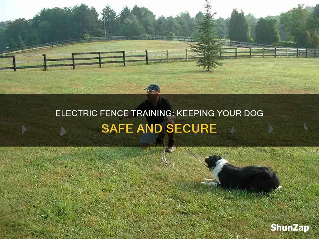 how to electric fence train your dog