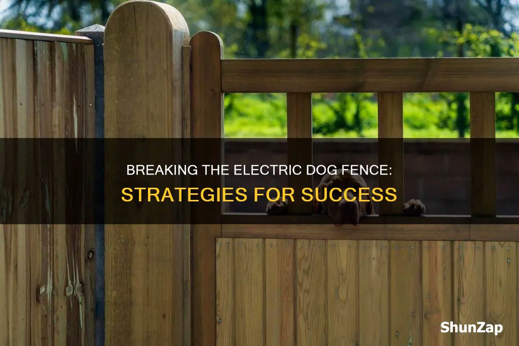 how to find break electric dog fence
