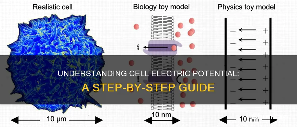 how to find electric potential of cell
