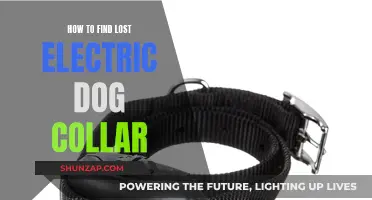 Strategies to Locate a Missing Electric Dog Collar