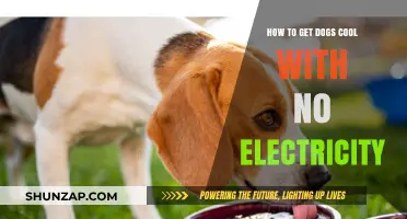 Chill Vibes: Keeping Your Dog Cool Without Electricity