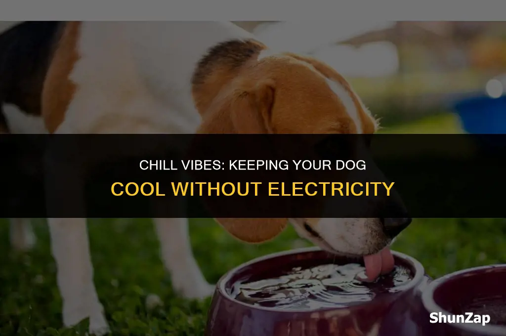 how to get dogs cool with no electricity