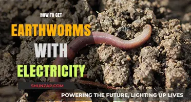 Electro-Worming: The Shocking Method to Attract Earthworms