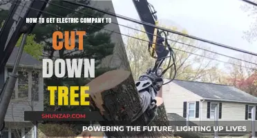 Safely Navigating Tree Removal Near Power Lines: A Homeowner's Guide