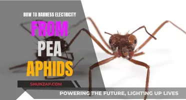 Harvesting Green Energy: Electricity from Pea Aphids
