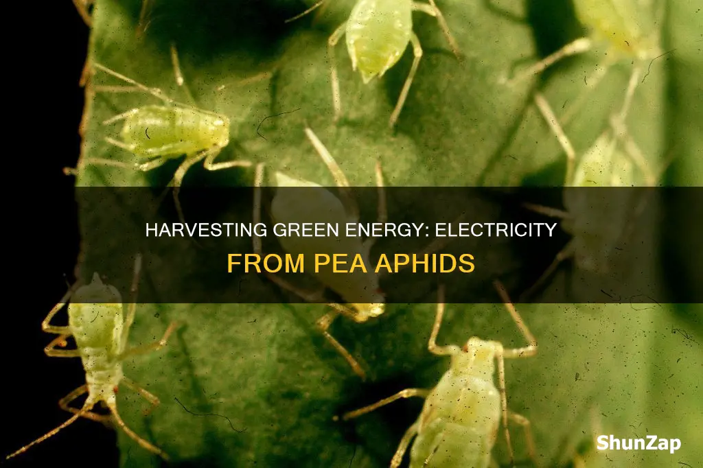 how to harness electricity from pea aphids