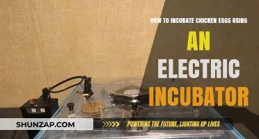 Hatching Success: A Beginner's Guide to Electric Chicken Incubation