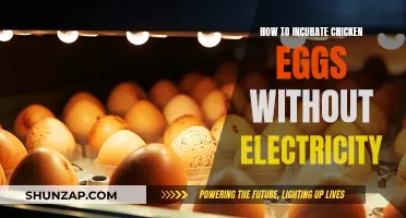 Incubating Chicken Eggs: Off-Grid Style