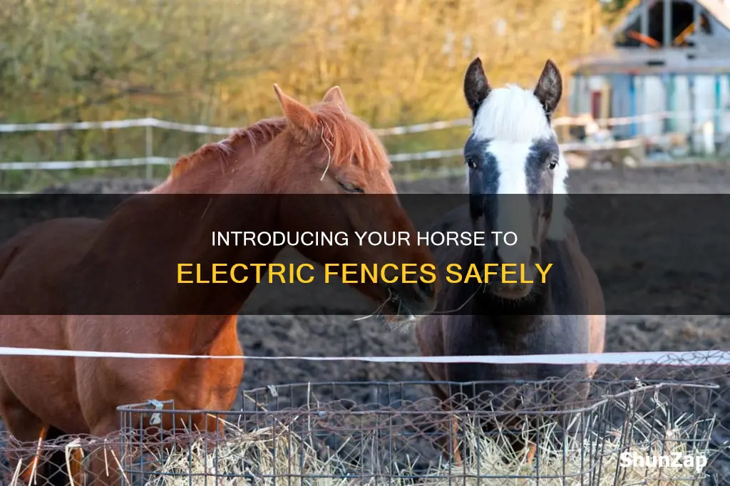how to introduce horse to electric fence