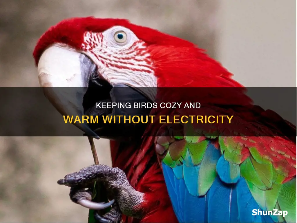 how to keep birds warm without electricity