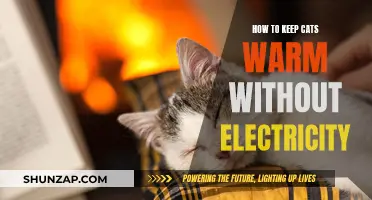 Ways to Keep Cats Warm and Cozy Without Electricity
