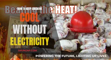 Keeping Chickens Cool: Natural Ways to Beat the Heat