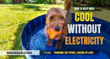 Keep Your Dog Cool: No Electricity Needed